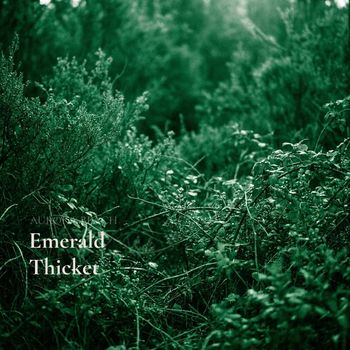 Aurora Beach - Emerald Thicket